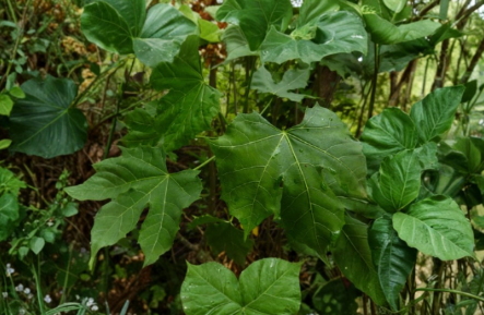 Chaya Tree Spinach Plant Cuttings Cnidoscolus chayamansa Organic Garden Plant