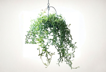 String of Flying Dolphins Hanging Succulent Cuttings 3 Inch Live Plant Curio peregrinus