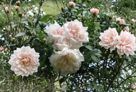 Madame Alfred Carrière Climbing Rose Cuttings Set of 8 Live Unrooted Vine