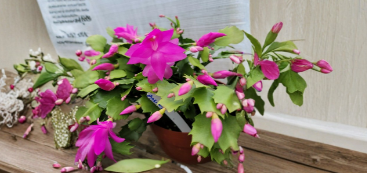 5 Thanksgiving Cactus Fuchsia Cuttings Schlumbergera Truncata Unrooted Holiday Cactus Plant Stems for Propagation