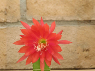 Epiphyllum Orange Red Cactus Cutting Orchid Cactus Unrooted Live Plant for Propagation