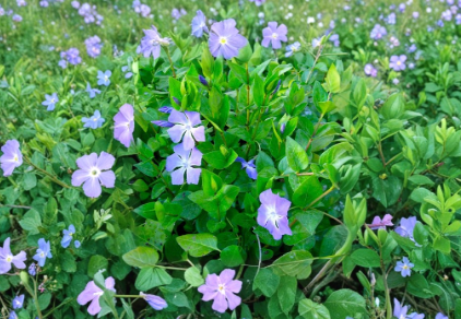 Vinca Major Periwinkle Vine Rooted Cuttings Purple Flower Live Groundcover 10 Plants