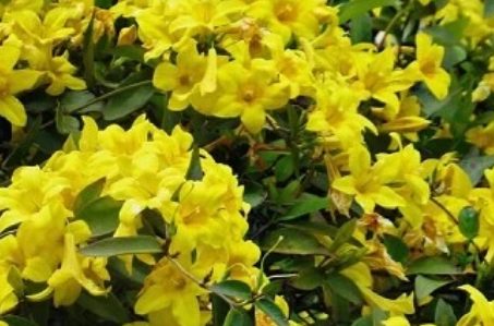 Yellow Crossvine Rooted Starter Plant Bignonia Capreolata Hardy Climbing Flowering Vine for Trellis Garden