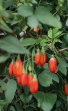 Goji Berry Live Plant in Pot Lycium Barbarum Rooted Starter Plant Ready to Plant Fruit Shrub