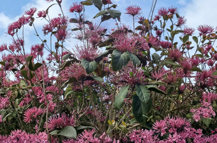 10 Starburst Clerodendrum Quadriloculare Cuttings 5-7 Inch Unrooted Tropical Flowering Shrub Propagation