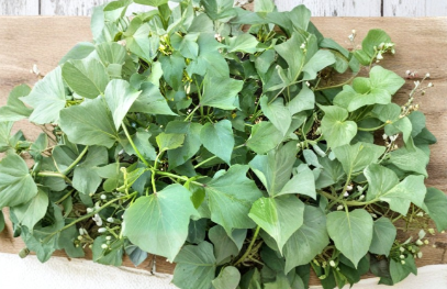 Rooted Sweet Potato Slips 10 Count Ipomoea Batatas Live Vegetable Plants Ready to Plant