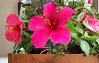 Pink Hibiscus Cuttings 20 Count Hibiscus rosa sinensis Plant Propagation