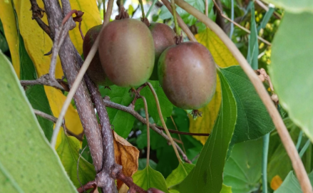 Hardy Kiwi Geneva Female Hardwood Cuttings Actinidia arguta Organic Unrooted Cuttings Lot of 10