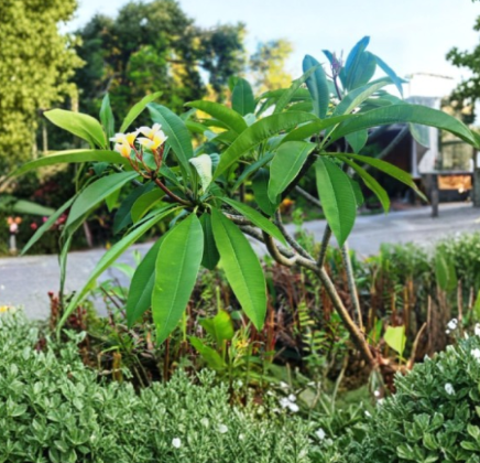 Aztec Gold Plumeria 3 Fresh Cuttings 8-10 Inch Fragrant Tropical Flower Plant Plumeria Rubra Ready for Planting
