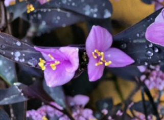 Tradescantia Pallida Purple Heart Live Rooted Plant Indoor Trailing Houseplant