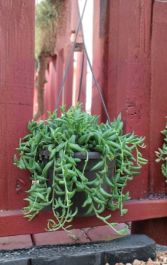 String of Bananas Succulent Cuttings Set of 6 Unrooted Trailing Plant