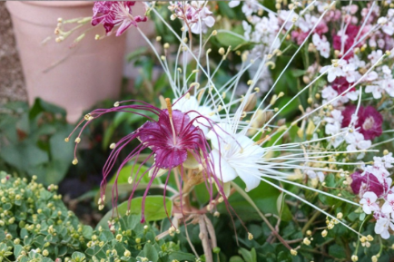 Jamaican Caper Seeds 10 Count Capparis cynophallophora Florida Native Tropical Fruit Berry Plant