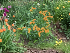 Orange Butterfly Weed Taproots Asclepias Tuberosa Live Milkweed Plants Perennial Garden Roots