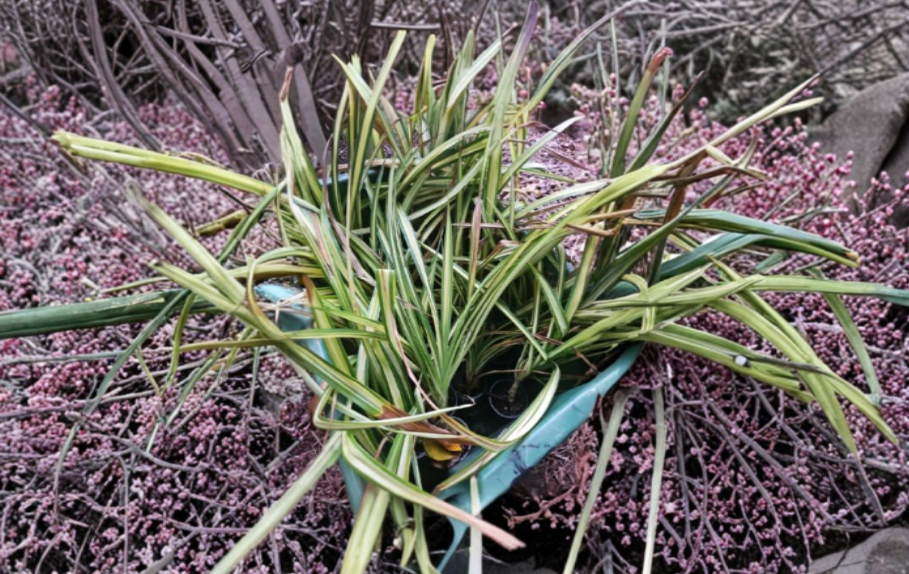 Pandanus Dwarf Sanderi Golden Variegated Spineless Screw Pine Live Tropical Foliage Plant