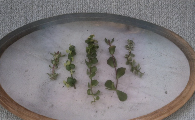 Collection of 9 Named Portulacaria Cuttings Assorted Elephant Bush Succulent Varieties for Propagation