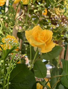 Radiant Perfume Rose Yellow Large Flower Fragrant Variety 5 Unrooted Stems for Planting