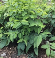 Katuk Sweet Leaf Plant Cuttings Sauropus Androgynus 10 Unrooted Cuttings Rau Bo Ngot
