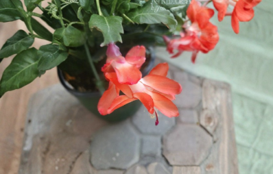 Thor Olivia Holiday Cactus Cuttings 3 Schlumbergera Truncata Unrooted Jungle Cactus Stems for Propagation