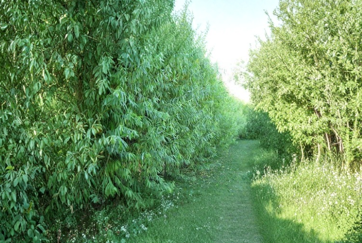 5 Austree Hybrid Willow Cuttings Salix Fast Growing Tree Stems for Propagation Privacy Screen Planting