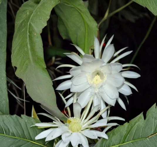 4 Epiphyllum Oxypetalum Cuttings 6 Inch Orchid Cactus Queen of the Night Live Plant Segments for Propagation