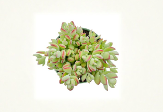 Cotyledon Pendens Live Succulent Plant 4 Inch Pot Rare Trailing Indoor Decor