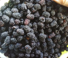 Blackberry Plant Cuttings Set of 15 Unrooted Canes Rubus Cold Hardy Bramble