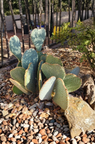 Opuntia Basilaris Beavertail Prickly Pear Cactus Pad Cutting Live Unrooted