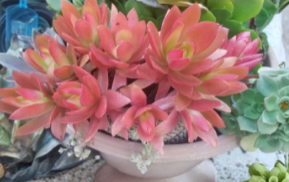 Campfire Succulent Cuttings Crassula Capitella Campfire 3 Unrooted Cuttings for Planting