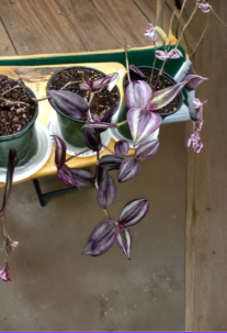 Tradescantia Zebrina Deep Purple Houseplant Cuttings Live Trailing Indoor Plant