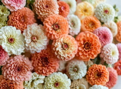 Peaches and Cream Zinnia Seeds Mix Zinnia Elegans Salmon and White Flowers 100 Seeds