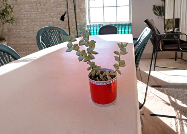Live Rooted Necklace Succulent Crassula marnieriana in Red Aluminum Pot Trailing Jade Plant for Indoor Decor