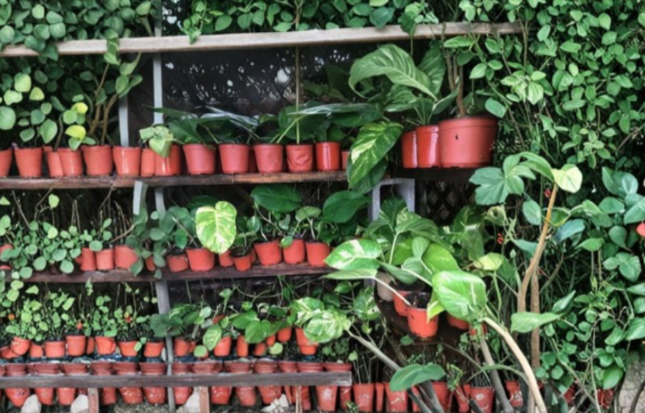 Jade Pothos and Golden Pothos Cuttings Epipremnum Aureum Combo 4 to 6 Inch Unrooted Stems