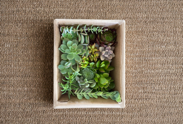 50 Succulent Cuttings Assorted 15 Varieties Live Plant Propagation Pack Indoor Outdoor Drought Tolerant Plants