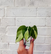 Philodendron Cream Splash Cuttings Unrooted Variegated Heartleaf Philodendron