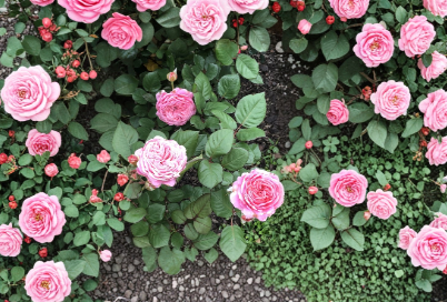 Queen of Elegance Rose 4 Cuttings 10 Inch Live Garden Rose Stems for Propagation