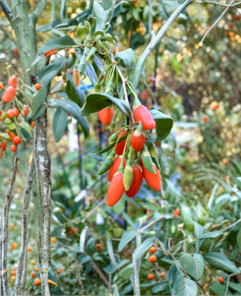 Goji Berry Cuttings 5 Count Lycium Barbarum Wolfberry 4 to 6 Inch Unro ...