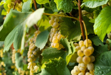 Welschriesling Grape Cuttings Vitis vinifera Unrooted Set of 2 for Grafting or Rooting