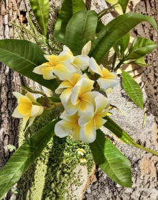 Plumeria Yellow Flower Cutting 6–8 Inch Frangipani Temple Tree Live Unrooted