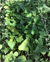 Okinawa Purple Sweet Potato Slips Unrooted Cuttings Ipomoea batatas Khoai Lang Lot of 10