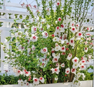 Rose of Sharon Red Heart Hibiscus Syriacus 10 Cuttings Plus Seeds Hardy Flowering Shrub for Garden Hedge