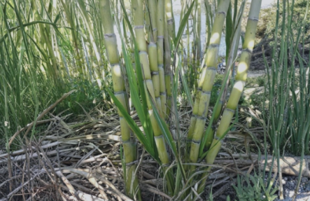 Rooted Sugarcane Plant Cuttings Set of 5 Tropical Live Cane Ready to Plant