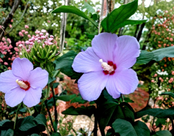 Purple Rose of Sharon Live Plant Hibiscus Syriacus Althea Starter Bush 6 Inch to 1 Foot Shrub