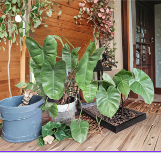 Arrowhead Plant Rooted Cuttings Large Leaf Syngonium Podophyllum Live Indoor Tropical Houseplant