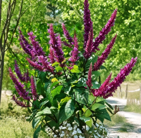 Purple Firespike Plant Cuttings Set of 6 Odontonema Flowering Shrub Unrooted