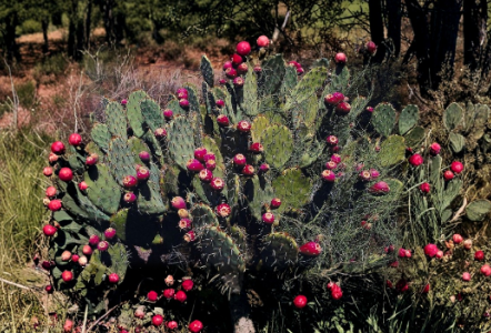 Prickly Pear Cactus Cutting Opuntia Chlorotica Fresh Pad Unrooted Succulent Desert Plant for Propagation