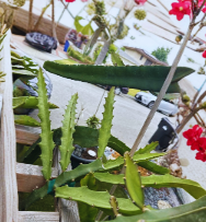 Desert King 16 Dragon Fruit Cutting 8-12 Inch Live Pitaya Stem for Rooting Selenicereus Fruit Cactus