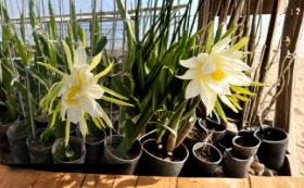 Connie Gee 1-2 Dragon Fruit Cuttings Mature Pitaya Cactus Hylocereus Ready for Planting