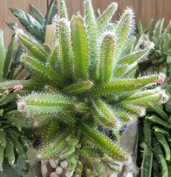 Dog Tail Cactus Cuttings Set of 4 Aporocactus Flagelliformis Unrooted Succulent Cuttings