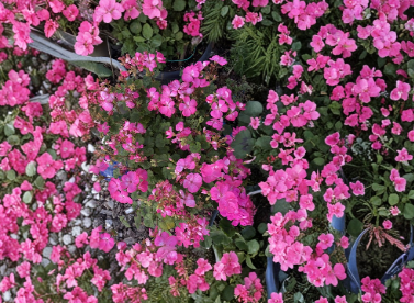 Organic Ivy Geranium Hot Pink Unrooted Cuttings Set of 3 Trailing Flower Plant
