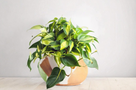 Philodendron Brasil Cuttings 3 Count Unrooted Philodendron Hederaceum Live Houseplant